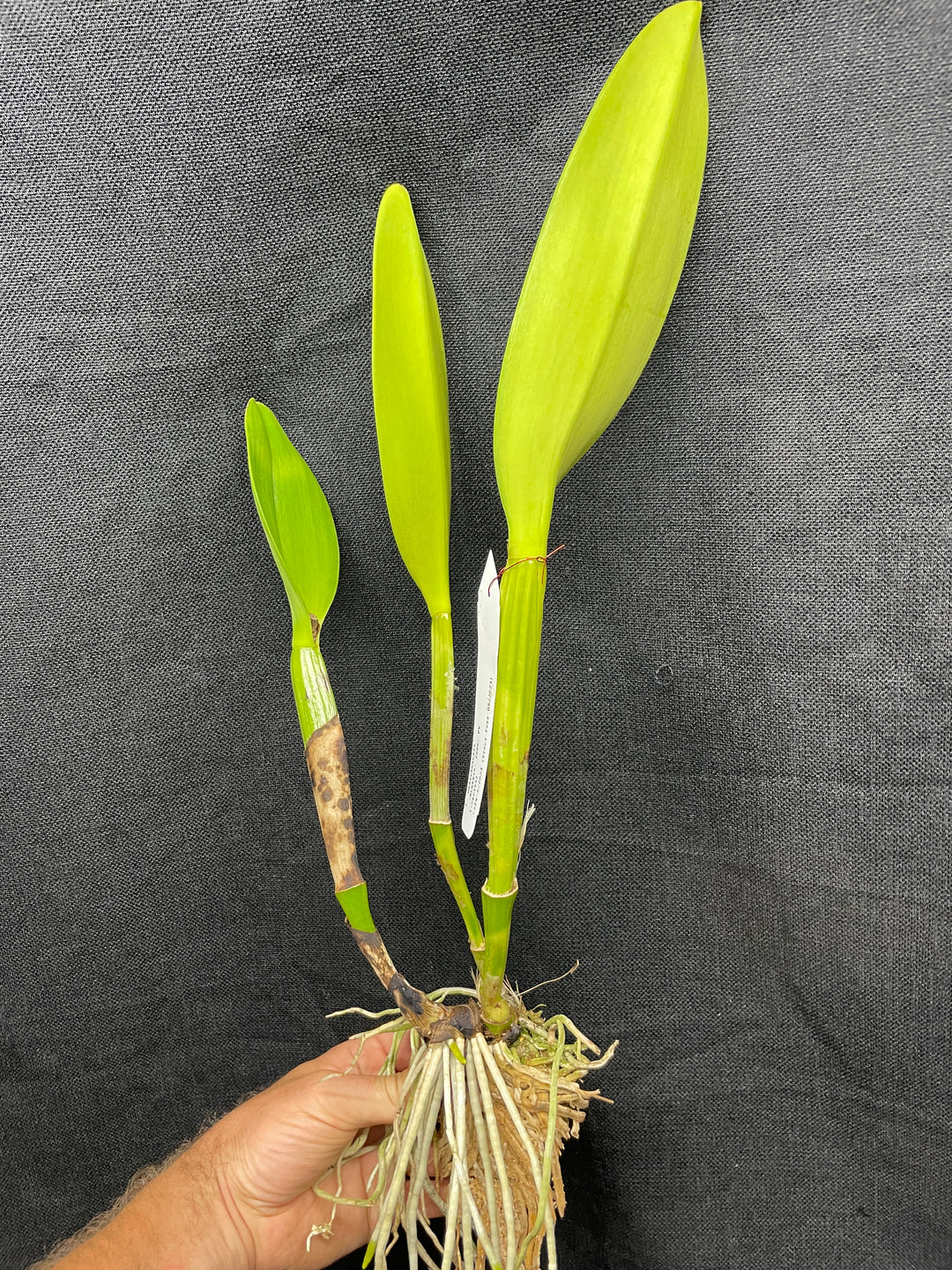C. warscewiczii `Alberta&