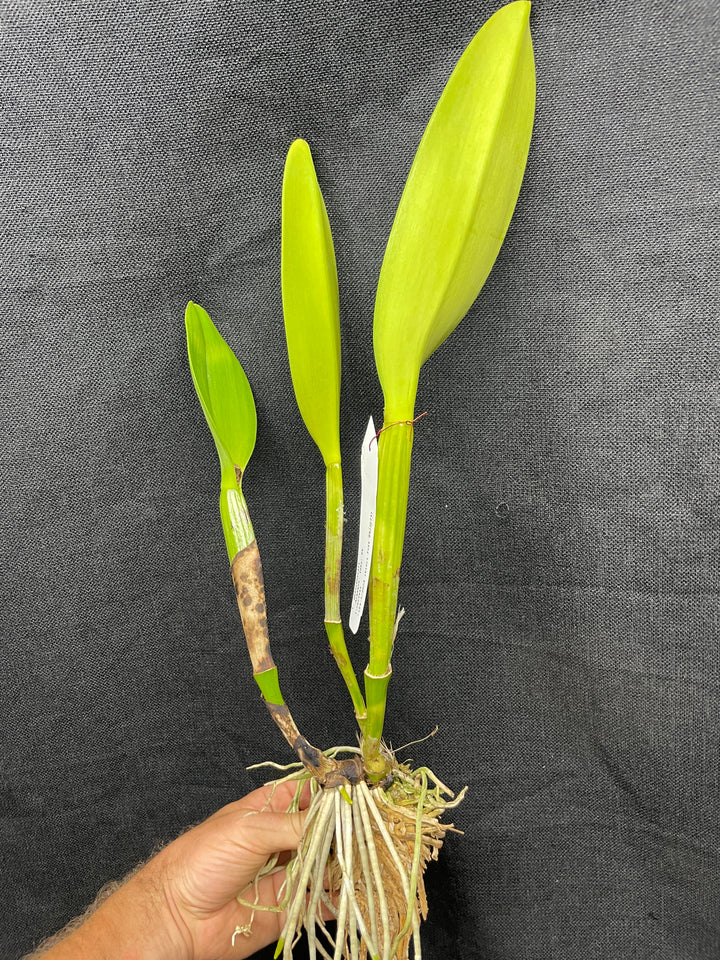 C. warscewiczii `Alberta&
