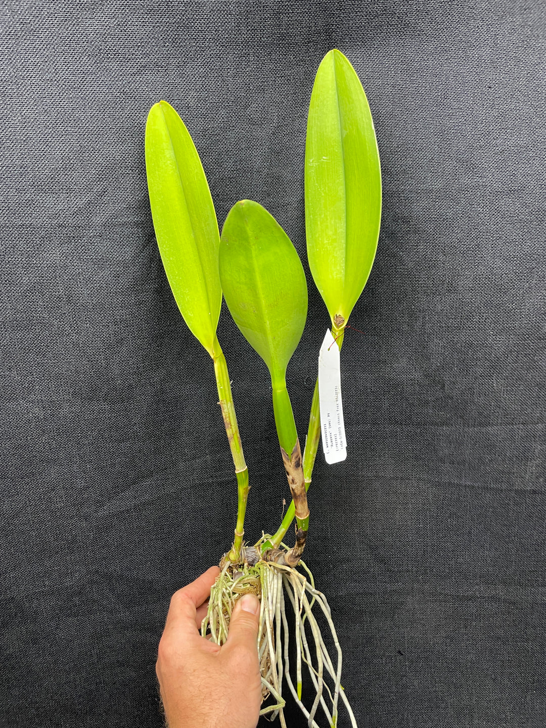 C. warscewiczii `Alberta&