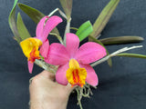 Sc. Crystelle Smith `Madeline' Original Cattleya Orchid Plant DIV #4