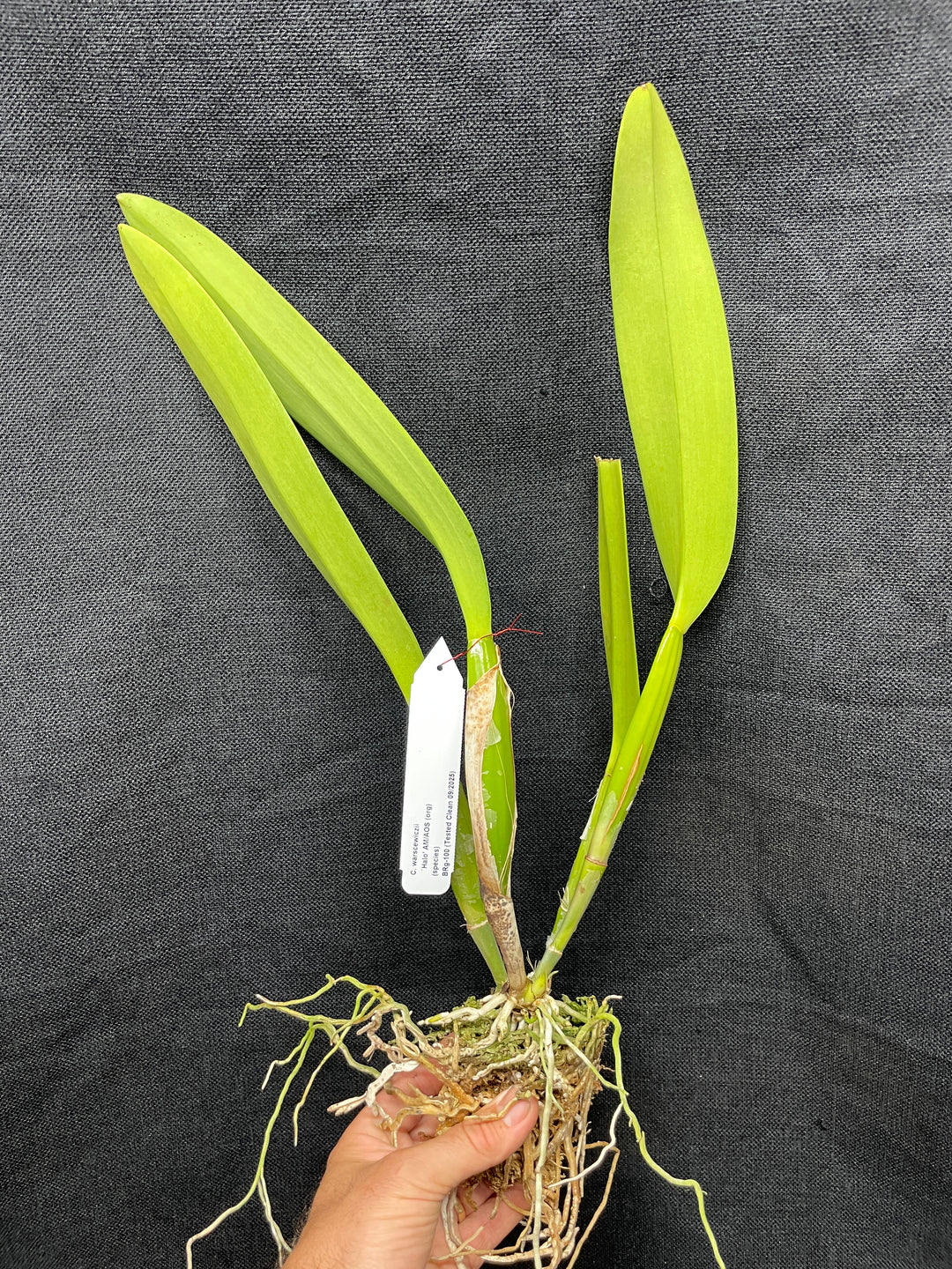 C. warscewiczii `Halo&