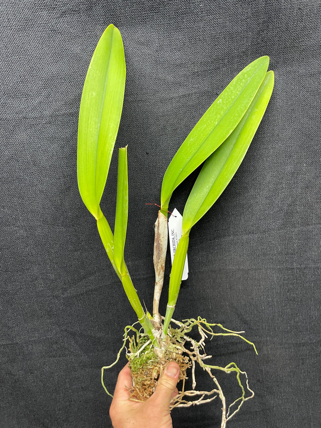 C. warscewiczii `Halo&