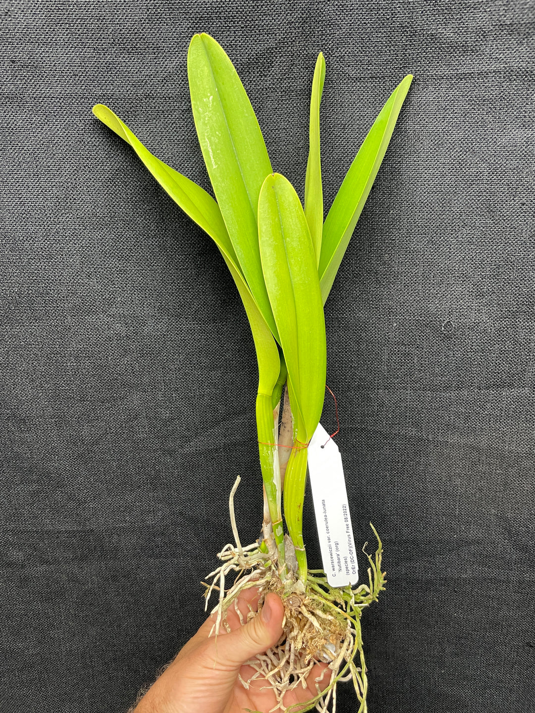 C. warscewiczii coerulea-lunata `Nutibara&