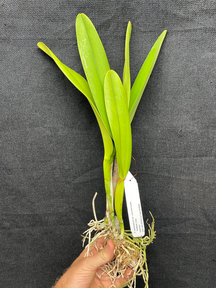 C. warscewiczii coerulea-lunata `Nutibara&