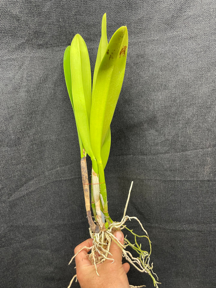 C. warscewiczii coerulea-lunata `Nutibara&