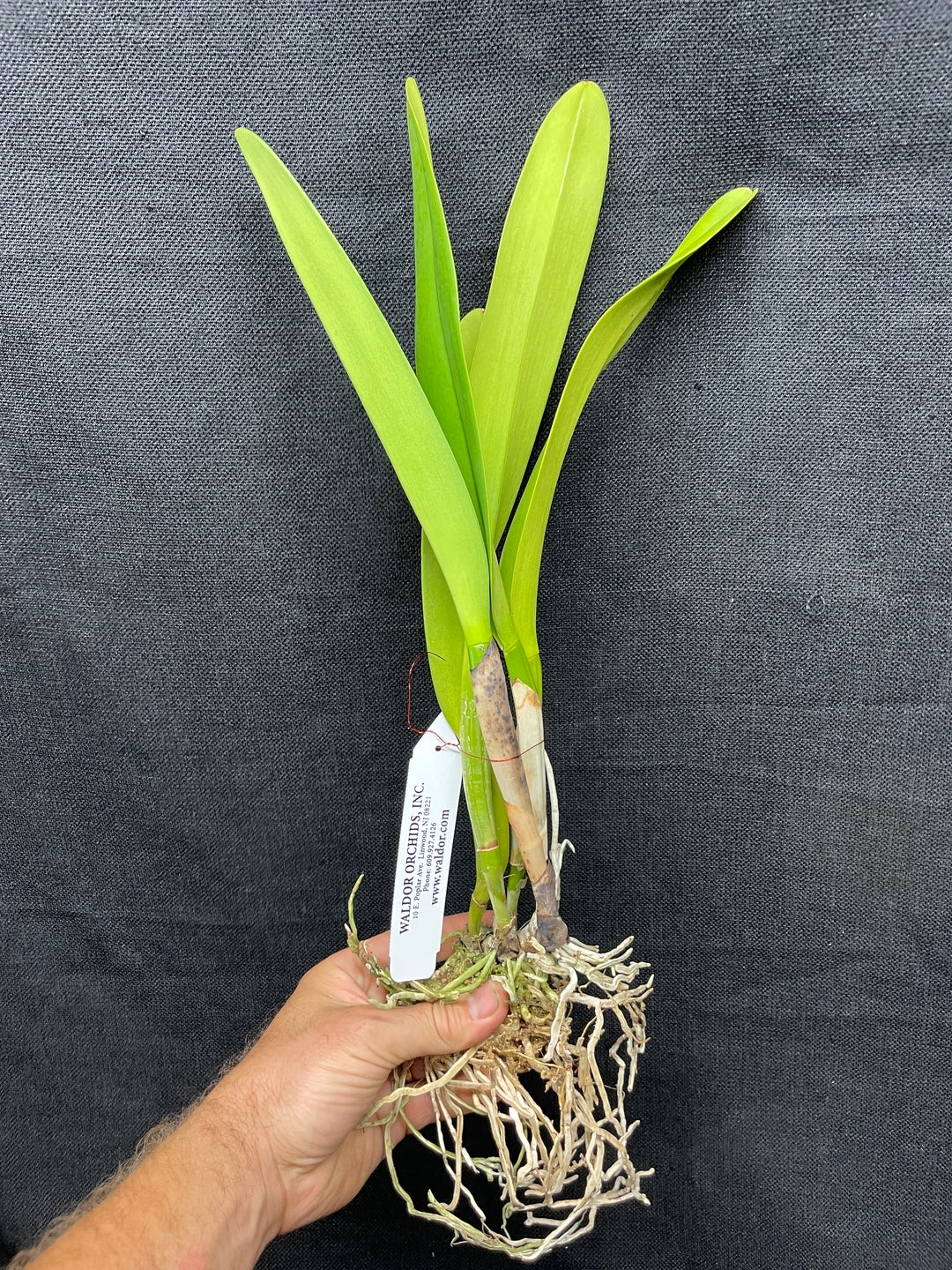 C. warscewiczii coerulea-lunata `Nutibara&