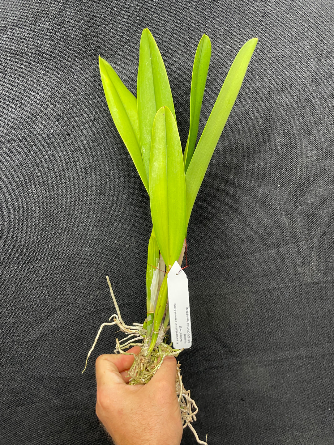 C. warscewiczii coerulea-lunata `Nutibara&