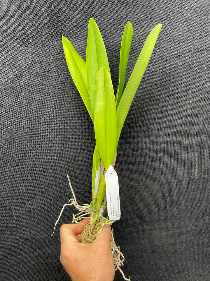 C. warscewiczii coerulea-lunata `Nutibara&