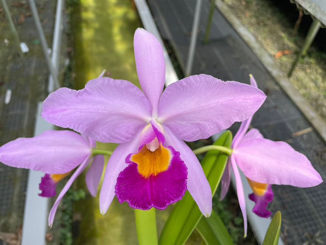 C. wallisii (eldorado) `Sol de Manaus&