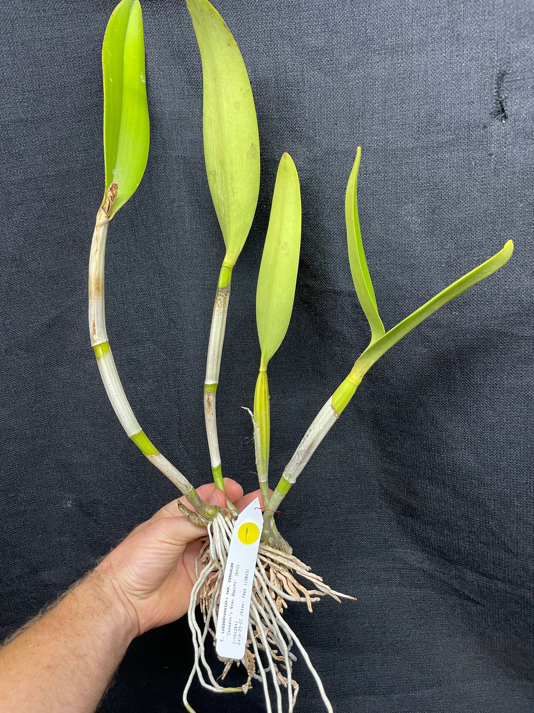 C. lueddemanniana concolor `Canaima&