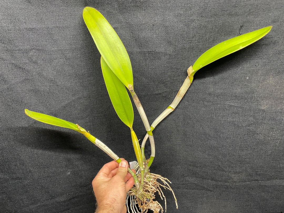 C. lueddemanniana concolor `Canaima&
