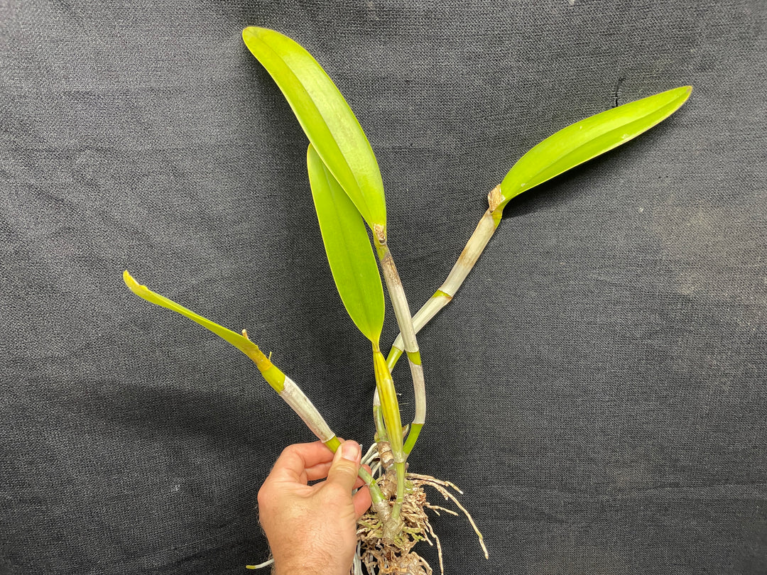 C. lueddemanniana concolor `Canaima&