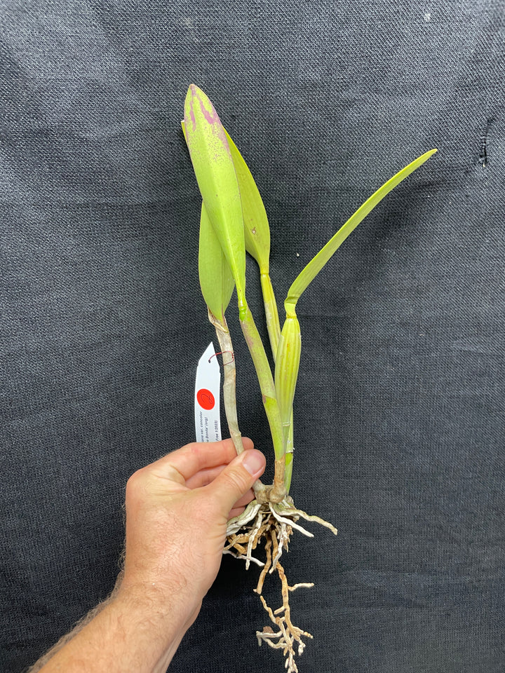 C. lueddemanniana concolor `Canaima&