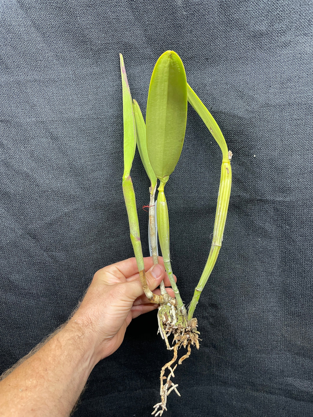 C. lueddemanniana concolor `Canaima&