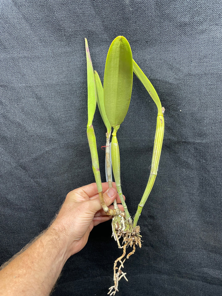 C. lueddemanniana concolor `Canaima&