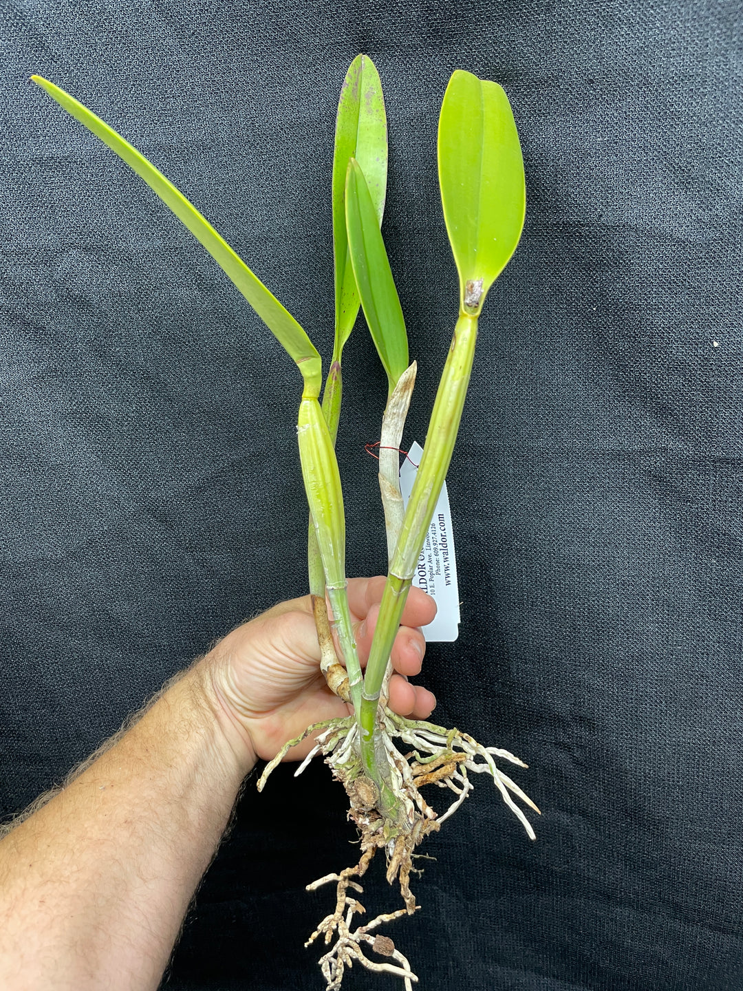C. lueddemanniana concolor `Canaima&