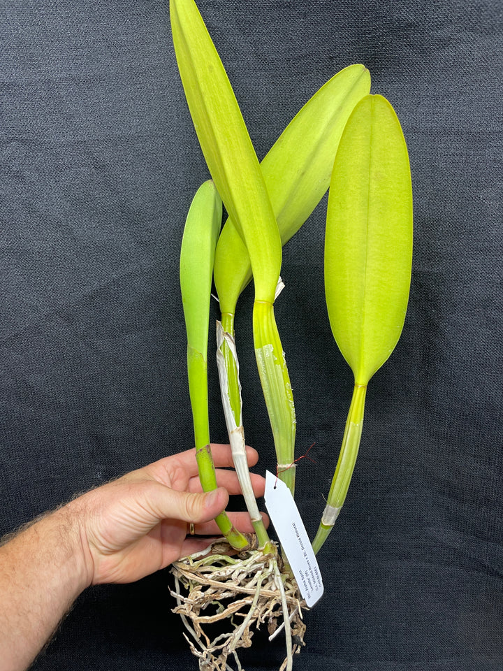 Blc. Aloha Spirit `Lenette&