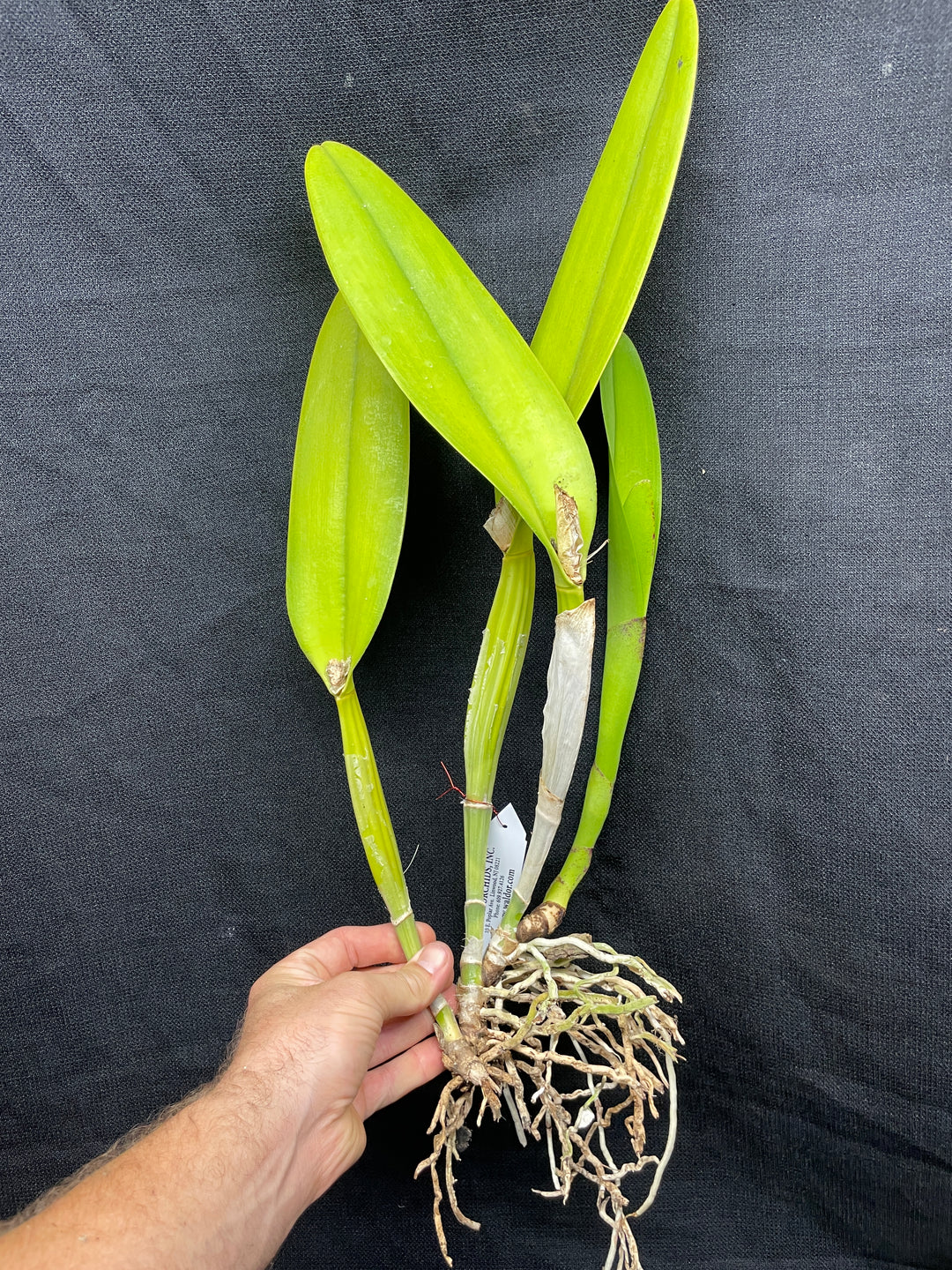 Blc. Aloha Spirit `Lenette&