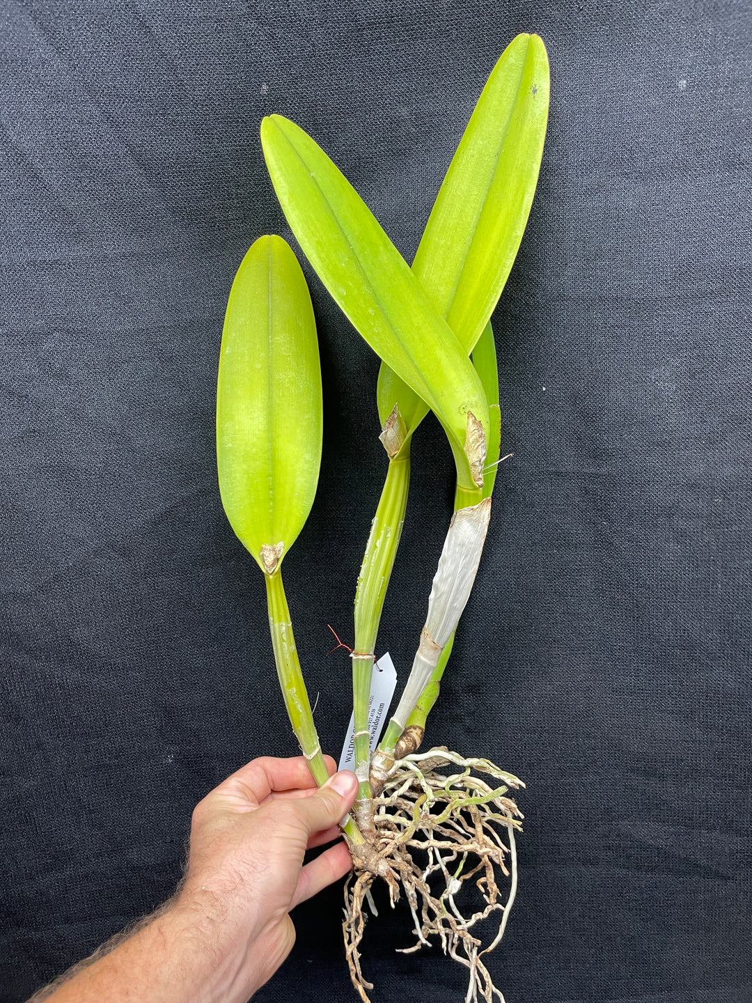 Blc. Aloha Spirit `Lenette&