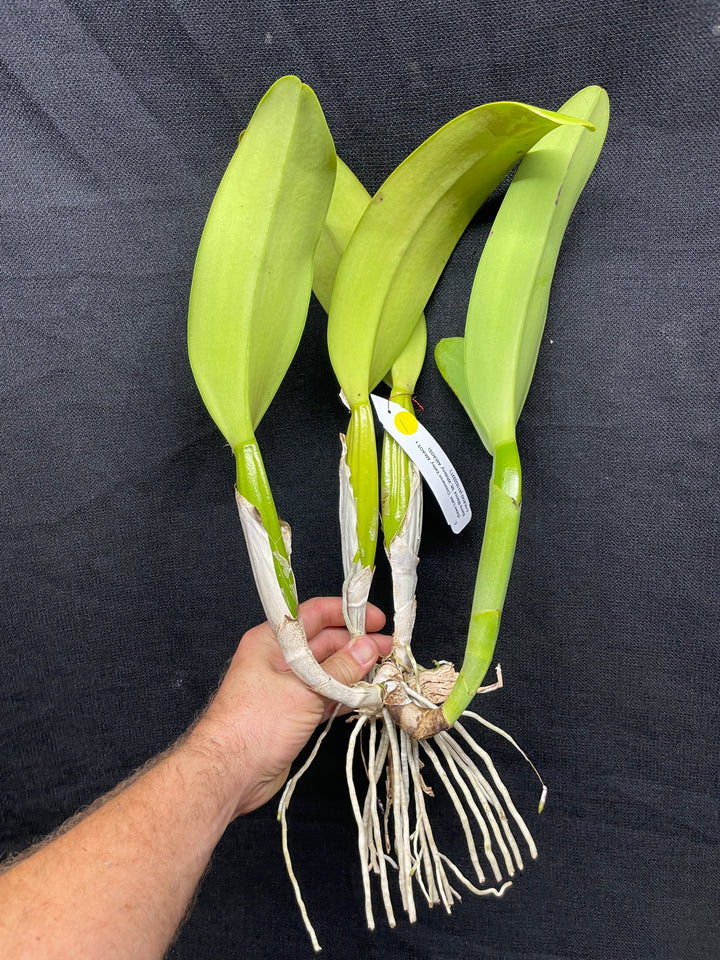 C. (Swan Lake x Sierra Blanca) Original Division Orchid Plant DIV 