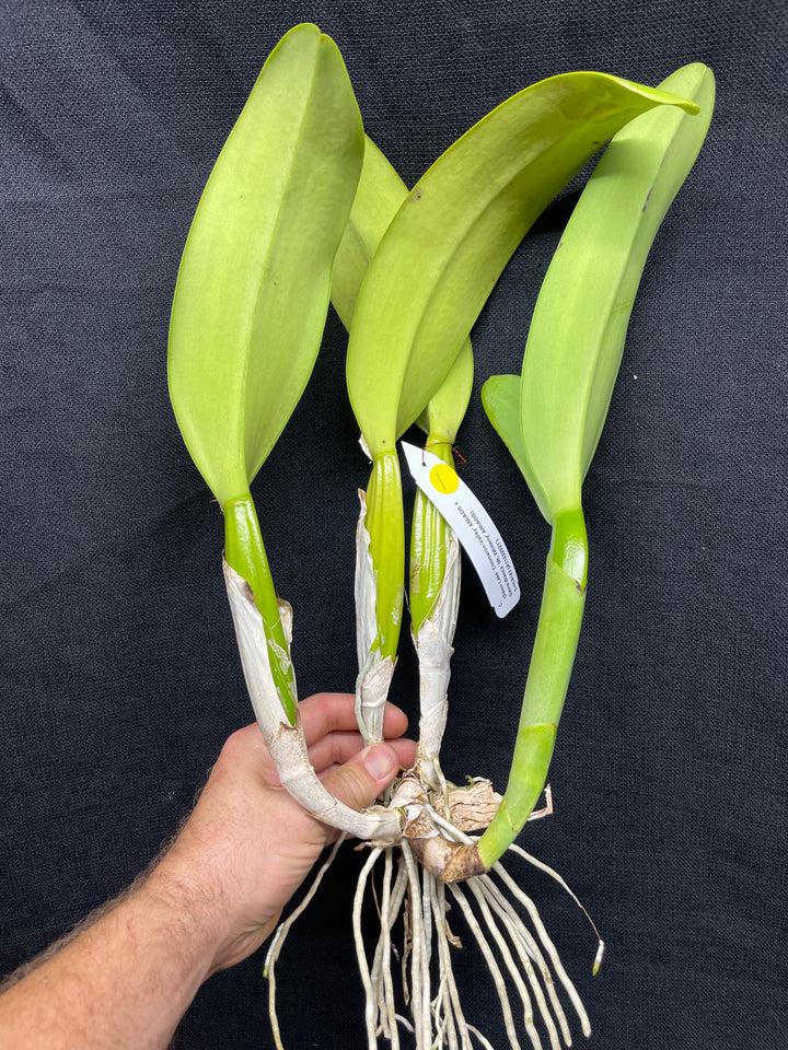 C. (Swan Lake x Sierra Blanca) Original Division Orchid Plant DIV 