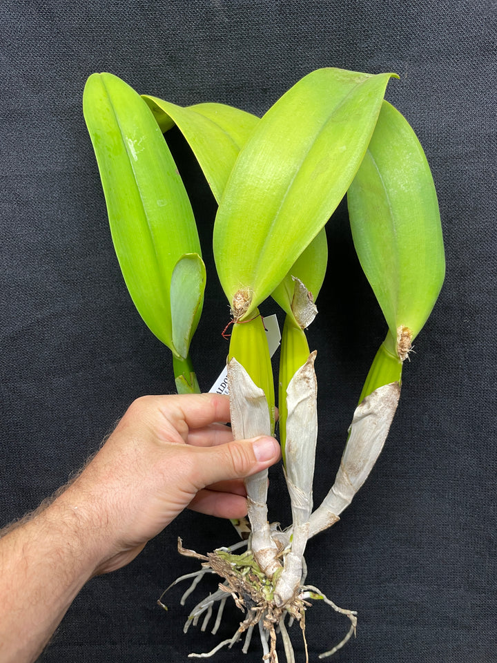 C. (Swan Lake x Sierra Blanca) Original Division Orchid Plant DIV 