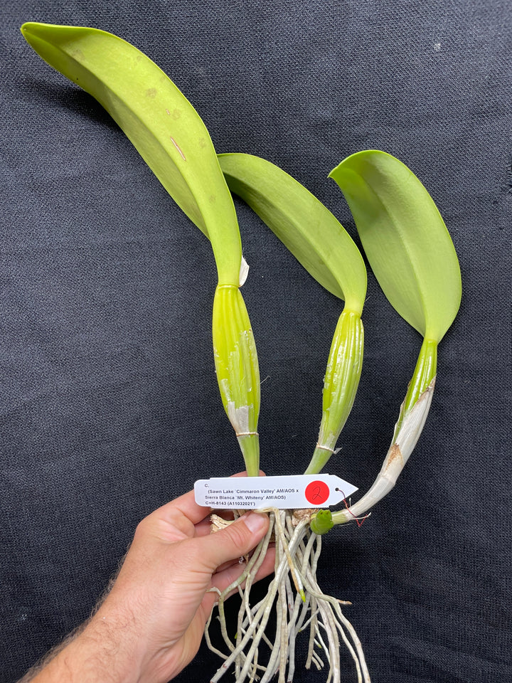 C. (Swan Lake x Sierra Blanca) Original Division Orchid Plant DIV 