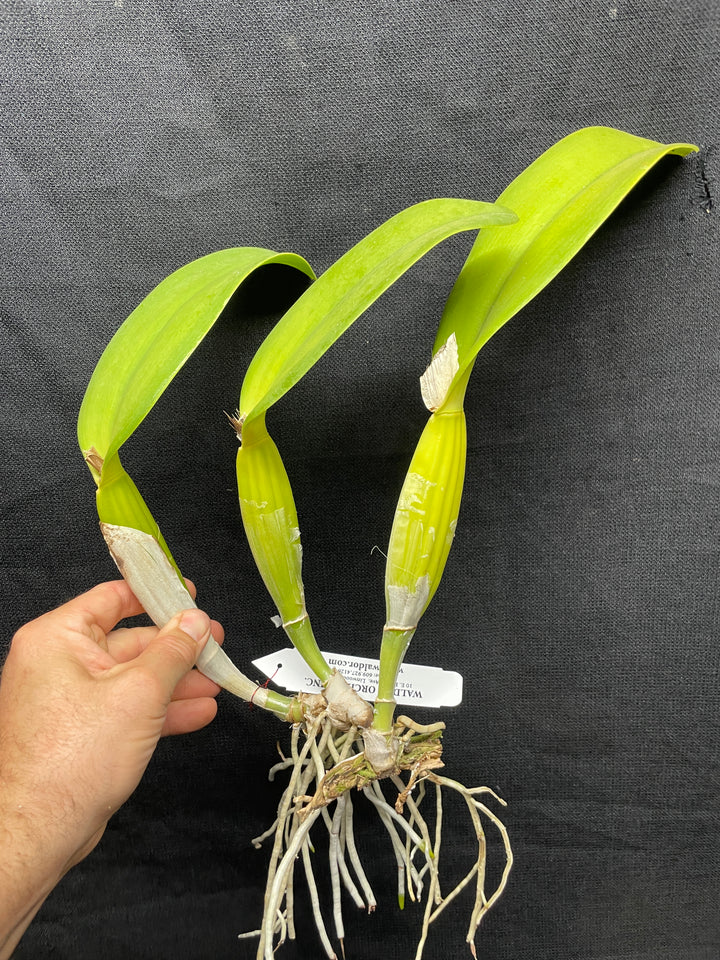 C. (Swan Lake x Sierra Blanca) Original Division Orchid Plant DIV 