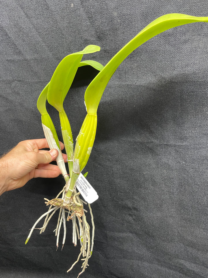 C. (Swan Lake x Sierra Blanca) Original Division Orchid Plant DIV 