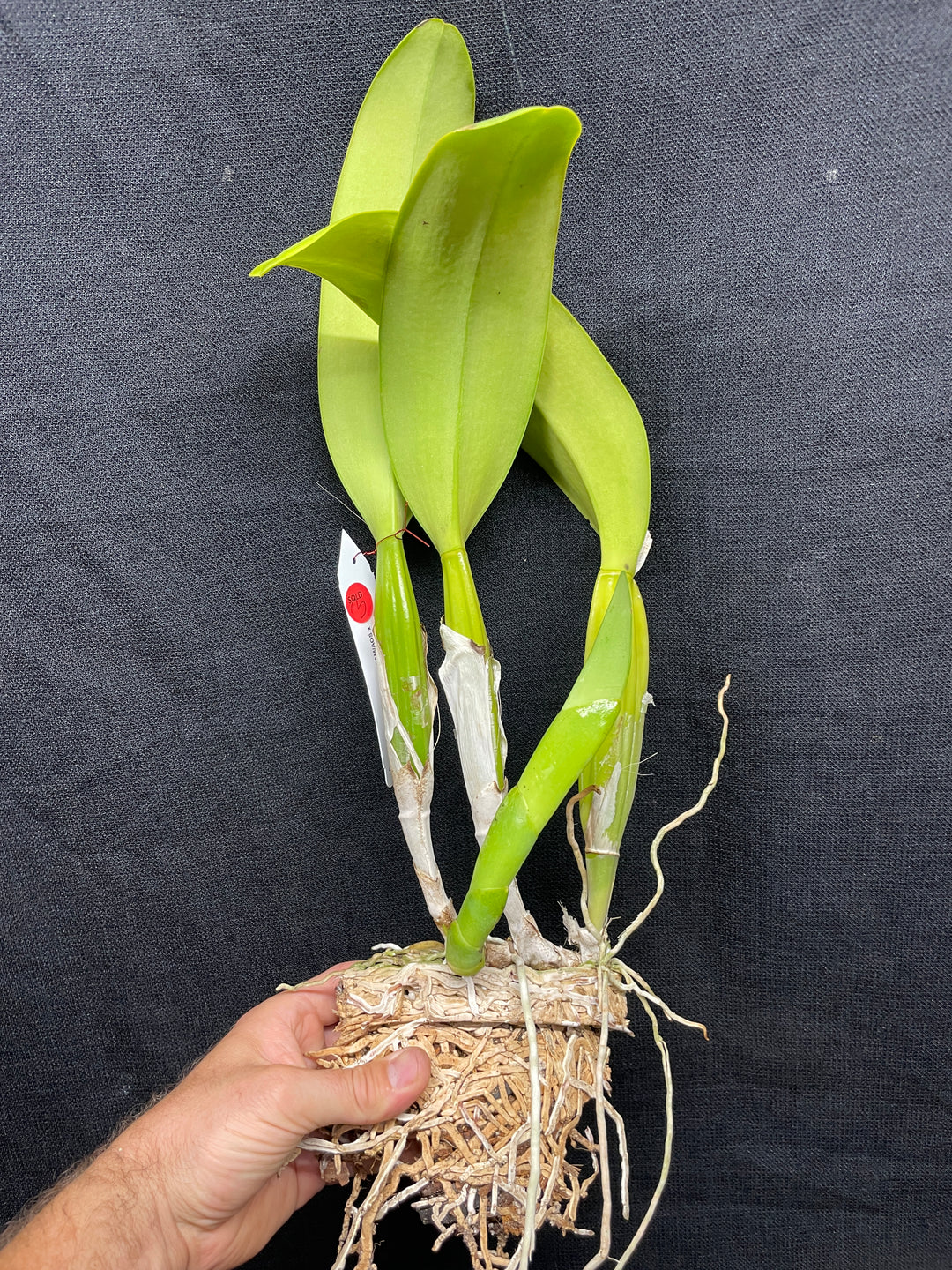 C. (Swan Lake x Sierra Blanca) Original Division Orchid Plant DIV 