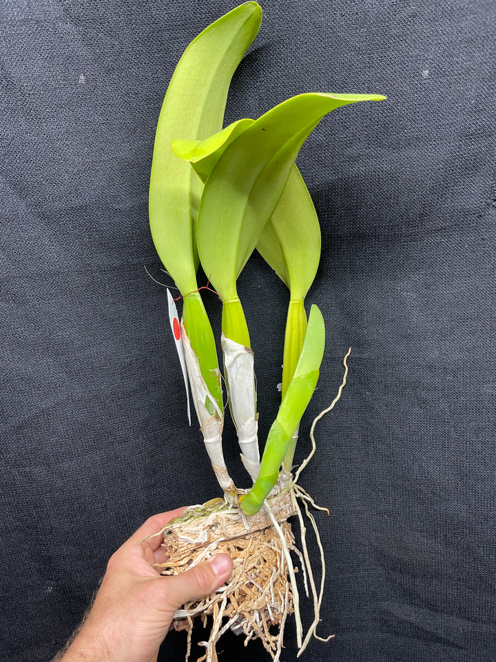 C. (Swan Lake x Sierra Blanca) Original Division Orchid Plant DIV 