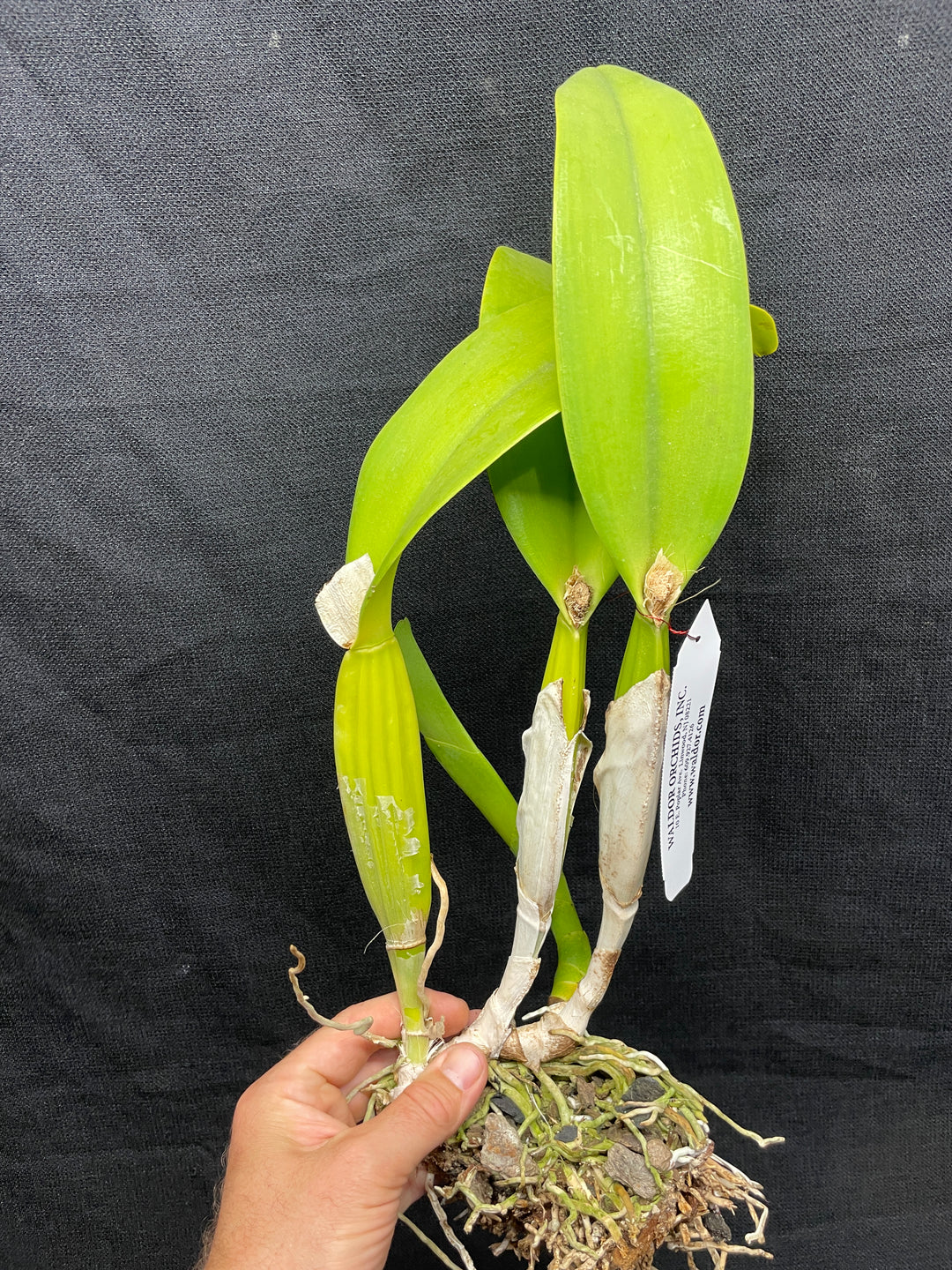 C. (Swan Lake x Sierra Blanca) Original Division Orchid Plant DIV 