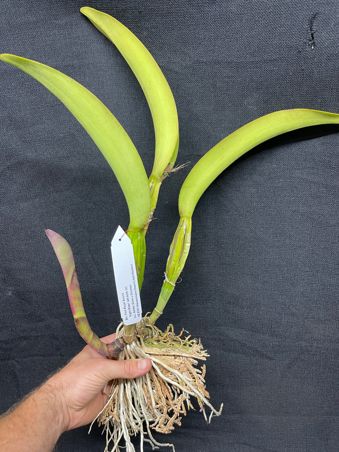 Blc. Port Royal Sound `Night Rider&