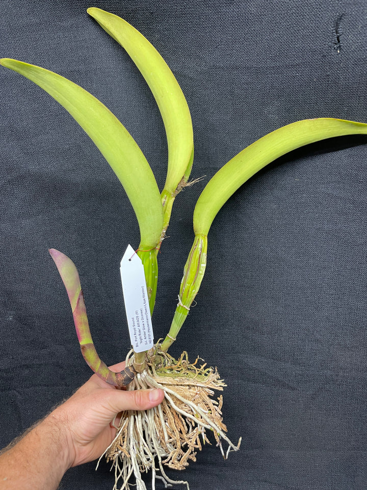 Blc. Port Royal Sound `Night Rider&