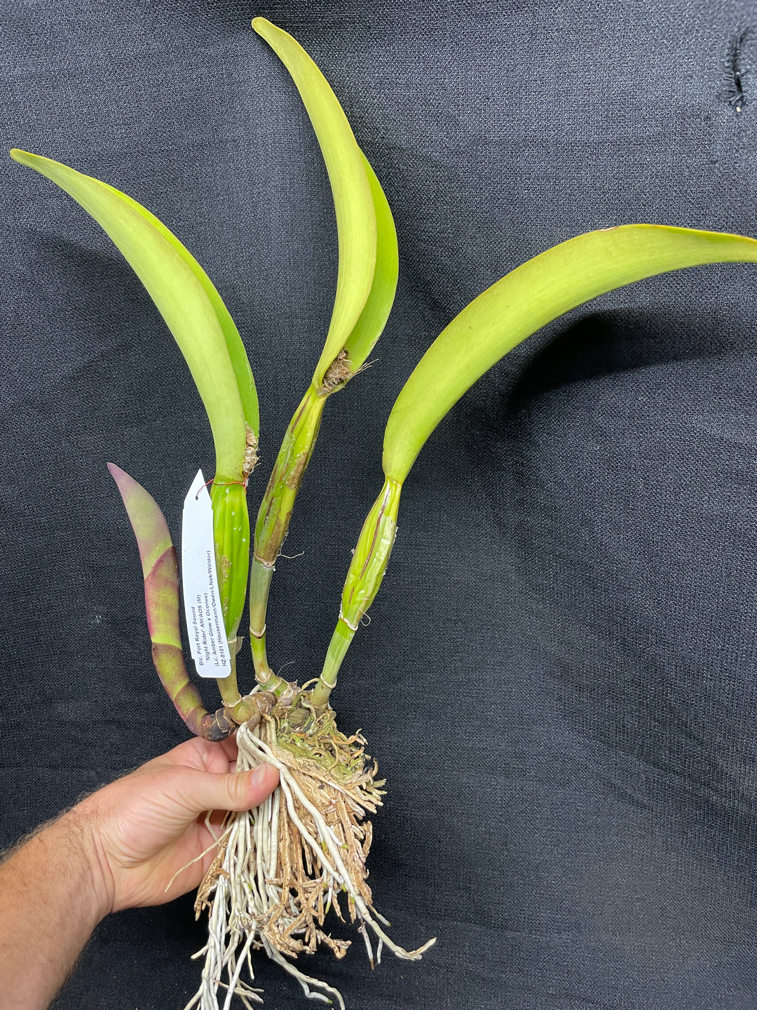 Blc. Port Royal Sound `Night Rider&