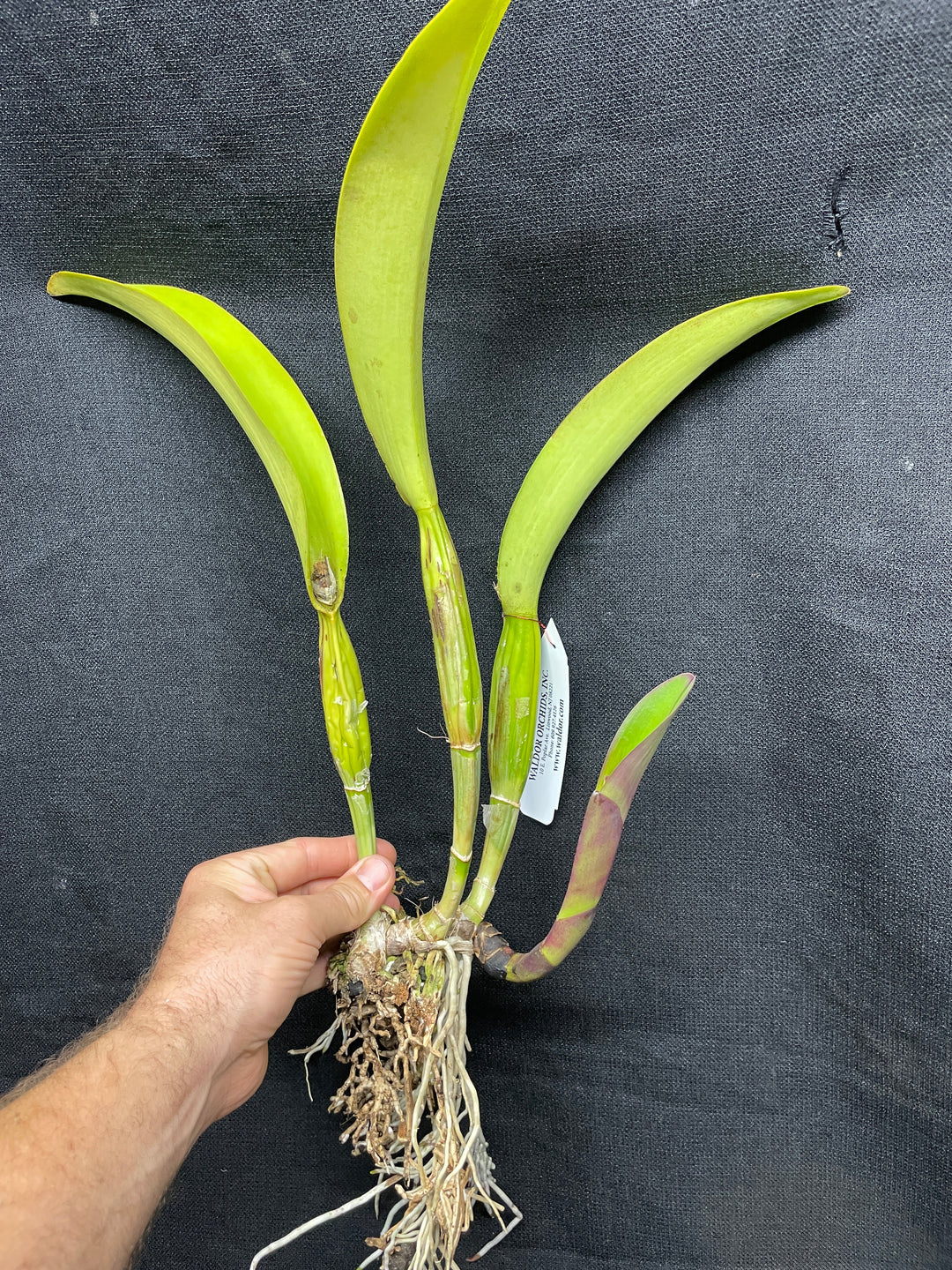 Blc. Port Royal Sound `Night Rider&