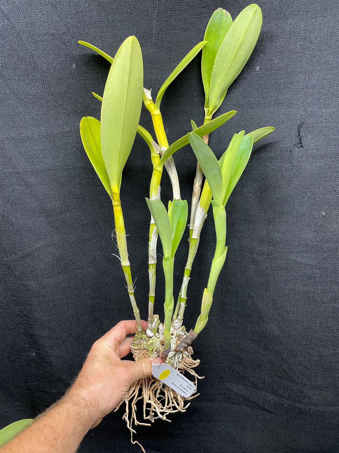 C. bowringiana coerulea `Fat Violet&