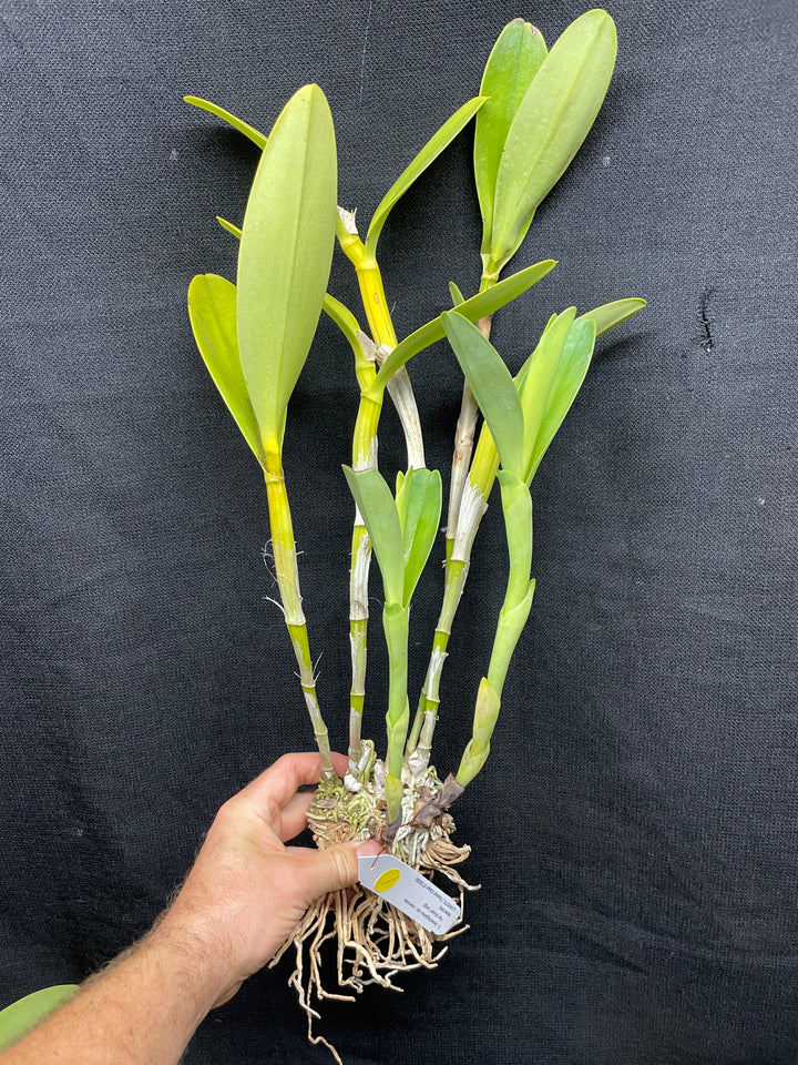 C. bowringiana coerulea `Fat Violet&