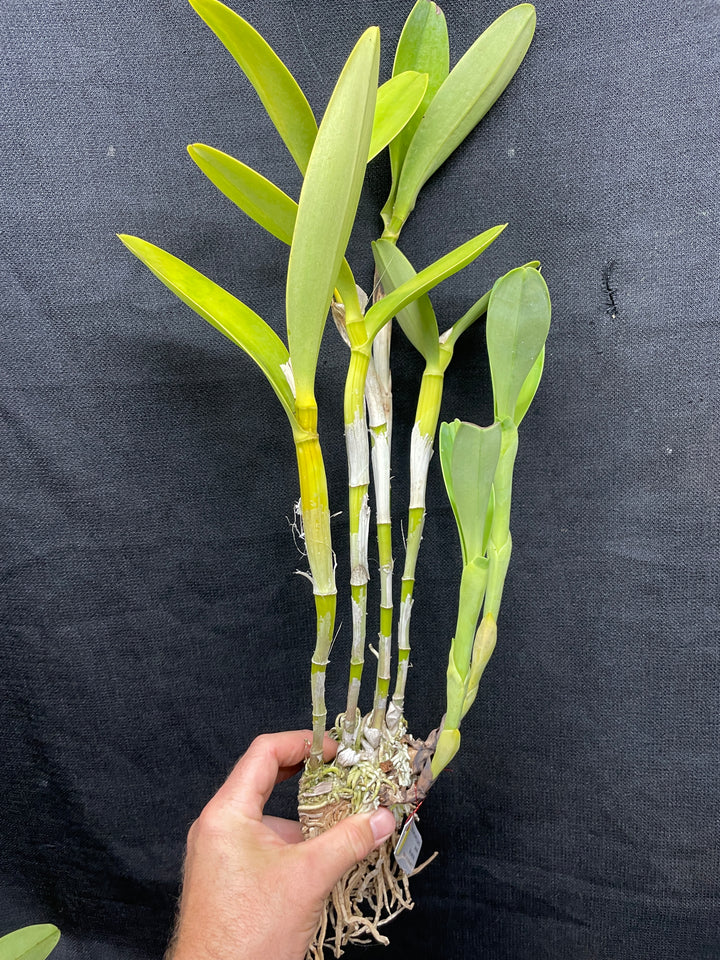 C. bowringiana coerulea `Fat Violet&
