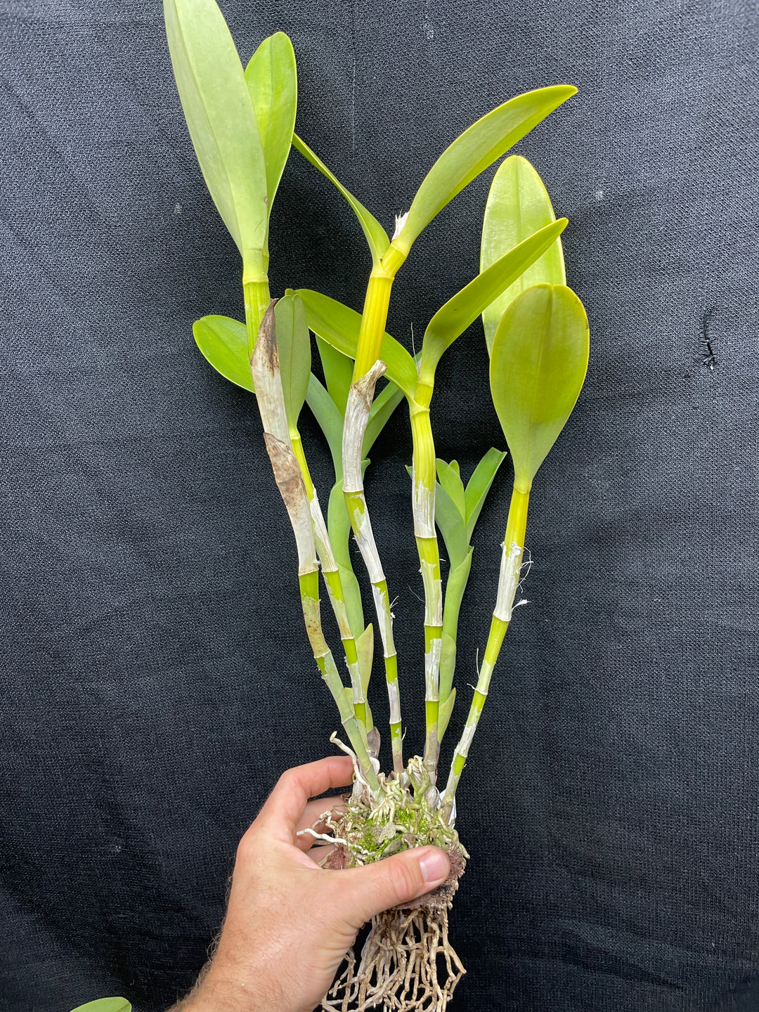 C. bowringiana coerulea `Fat Violet&