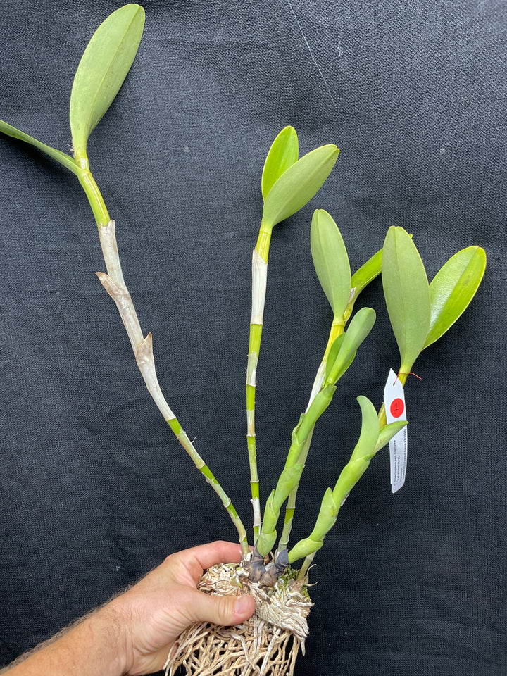 C. bowringiana coerulea `Fat Violet&