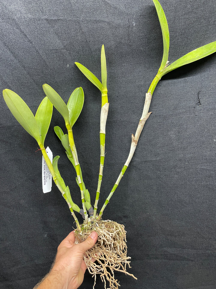 C. bowringiana coerulea `Fat Violet&