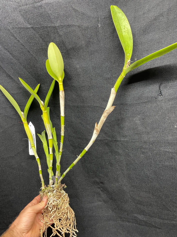 C. bowringiana coerulea `Fat Violet&