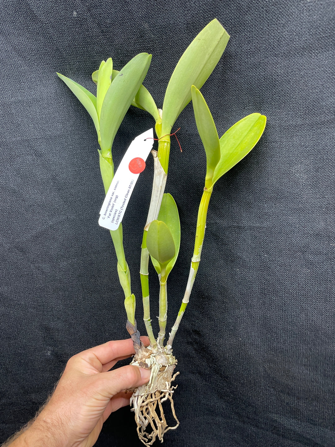 C. bowringiana coerulea `Fat Violet&
