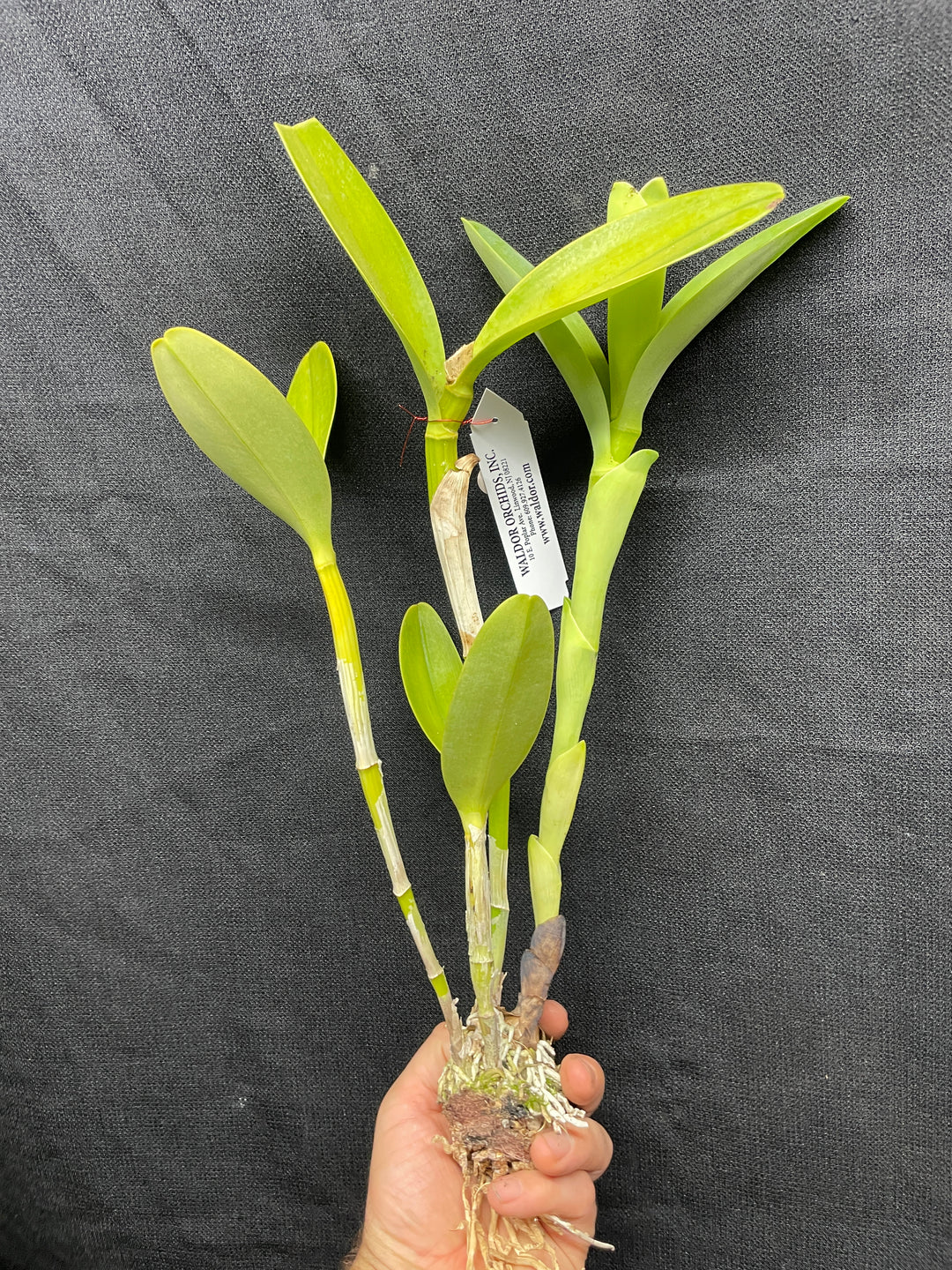 C. bowringiana coerulea `Fat Violet&