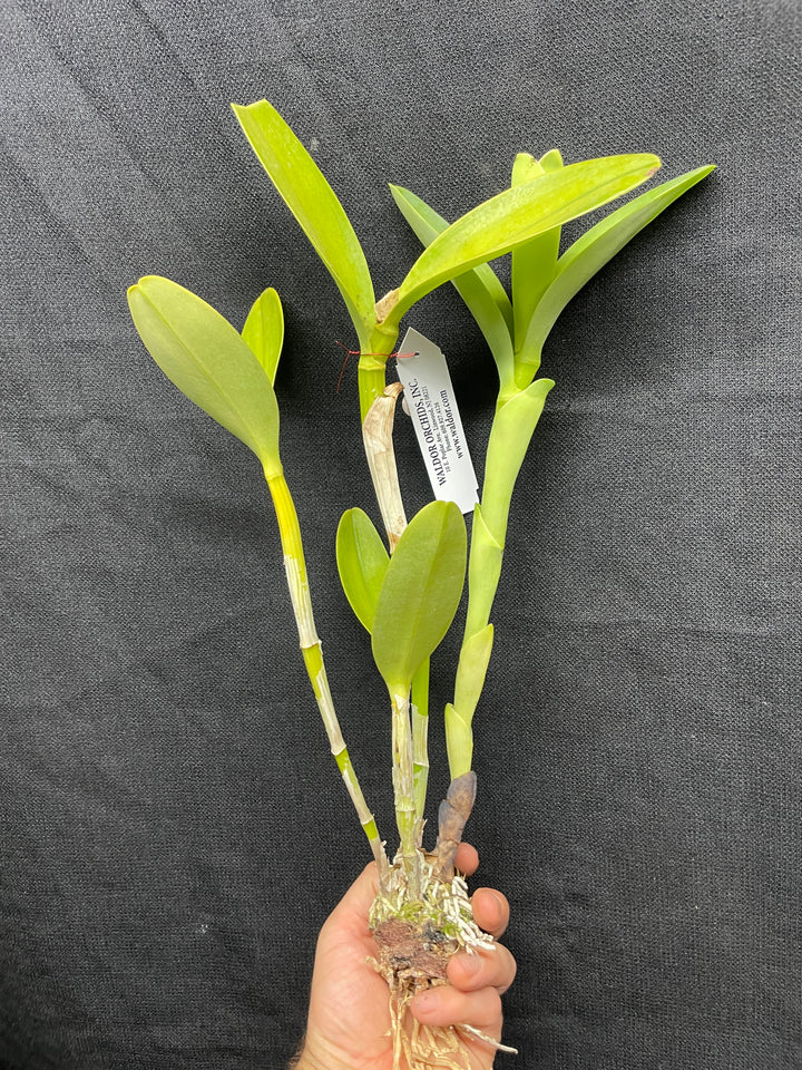 C. bowringiana coerulea `Fat Violet&