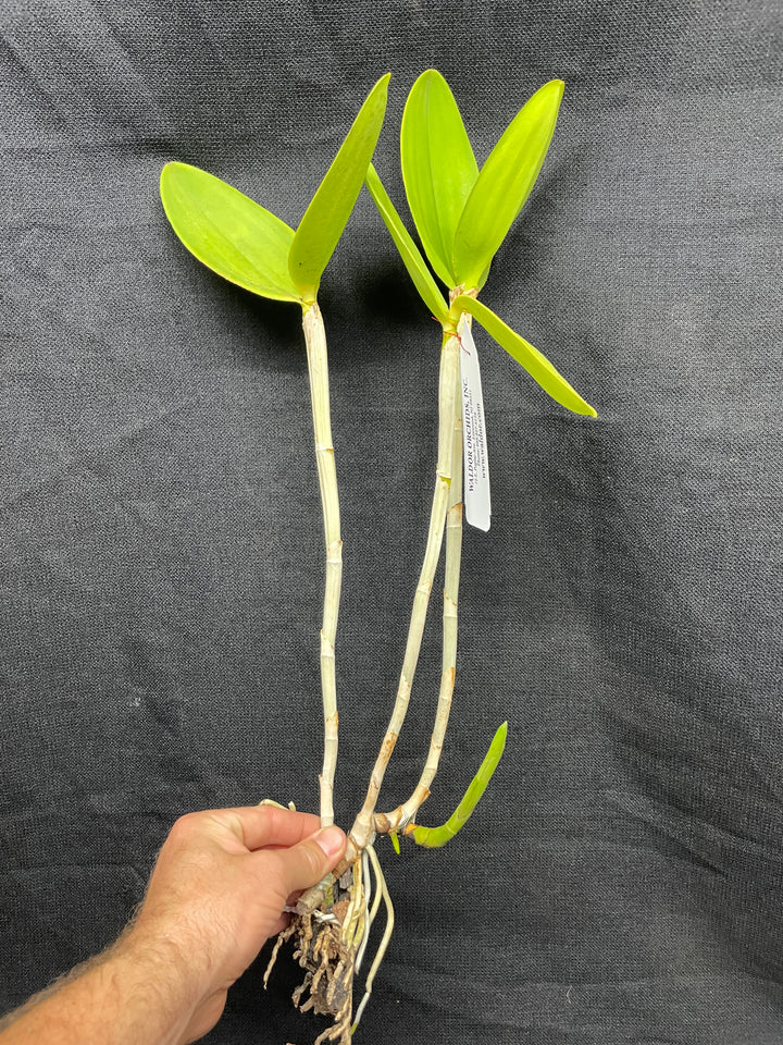 C. harrisoniana `Harford&