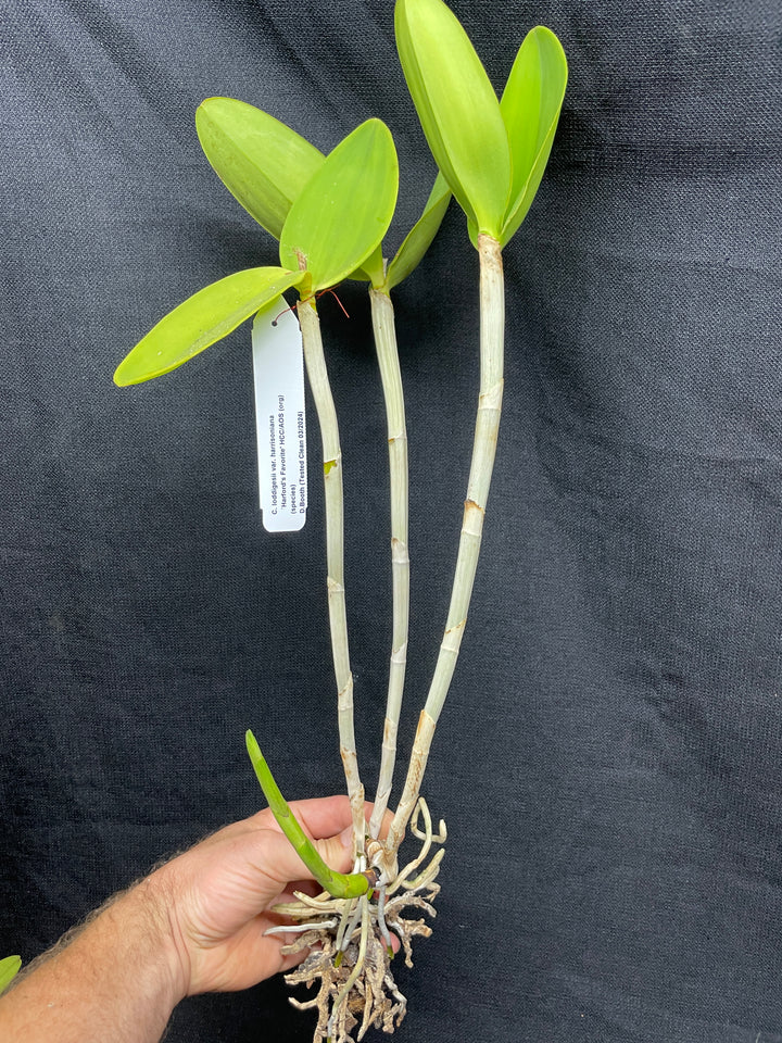 C. harrisoniana `Harford&