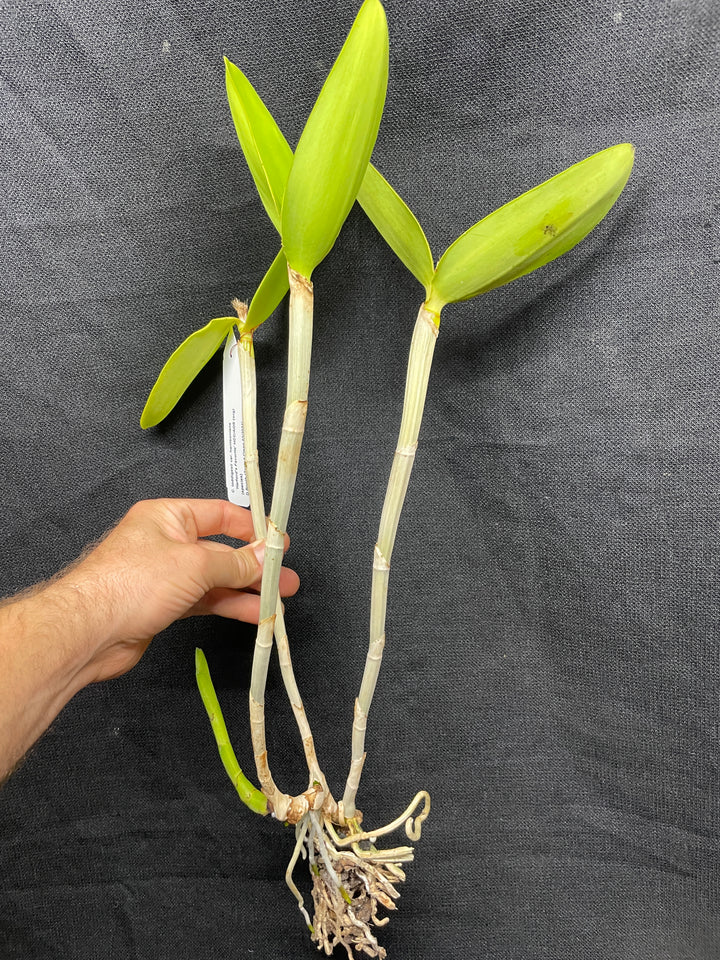 C. harrisoniana `Harford&