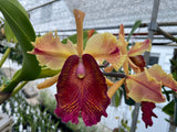 C. dowiana aurea `Gabriel Amaru' FCC/AOS Original Division Orchid Species